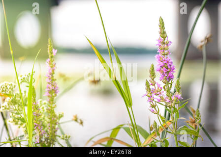 Lythrum salicaria flower close to the Moskovsky bridge over the Dnieper river in Kiev Stock Photo