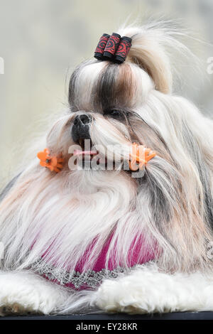 Mlada Boleslav, Czech Republic. 19th July, 2015. Czech National Dog Show 2015 took place in Mlada Boleslav, Czech Republic, July 19, 2015. © Radek Petrasek/CTK Photo/Alamy Live News Stock Photo