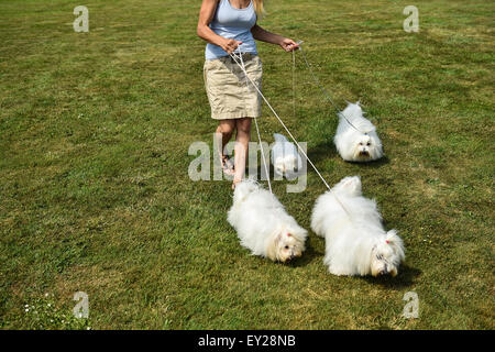 Mlada Boleslav, Czech Republic. 19th July, 2015. Czech National Dog Show 2015 took place in Mlada Boleslav, Czech Republic, July 19, 2015. © Radek Petrasek/CTK Photo/Alamy Live News Stock Photo