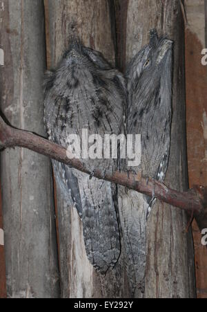 Pair of a Australian  Tawny Frogmouths(Podargus strigoides), nocturnal birds, eyes closed while resting Stock Photo