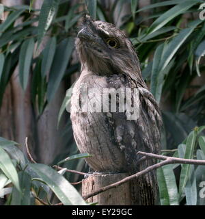 Australian  Tawny Frogmouth (Podargus strigoides), eyes opened Stock Photo