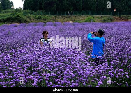 Xiangxi, China's Hunan Province. 20th July, 2015. A tourist takes photos at a lavender garden in Fengghuang County, Xiangxi Tujia-Miao Autonomous Prefecture, central China's Hunan Province, July 20, 2015. Credit:  Peng Biao/Xinhua/Alamy Live News Stock Photo
