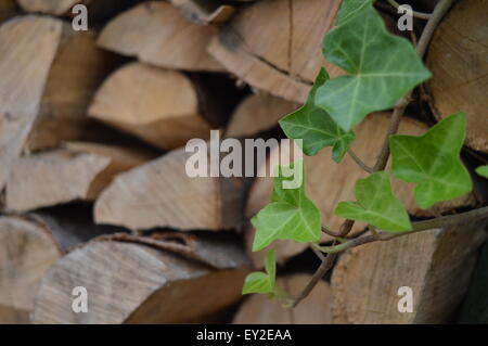 Ivy in front of wood Stock Photo
