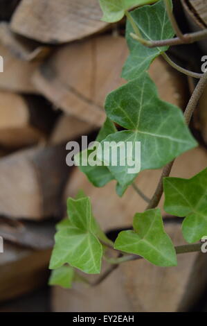 Ivy in front of wood Stock Photo