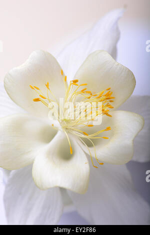 close up white tulip with pollen and pistil Stock Photo - Alamy
