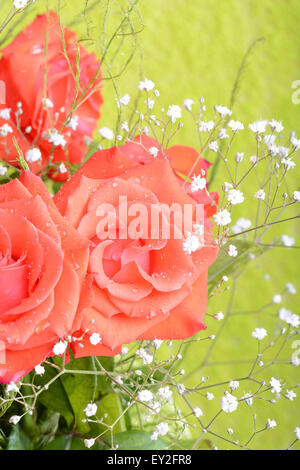 Red rose as a natural and holidays background Stock Photo