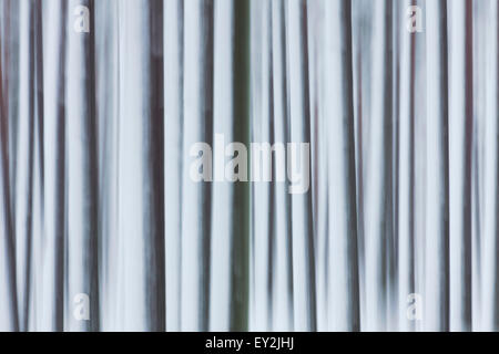 Abstract image of motion blurred tree trunks covered in snow in winter Stock Photo