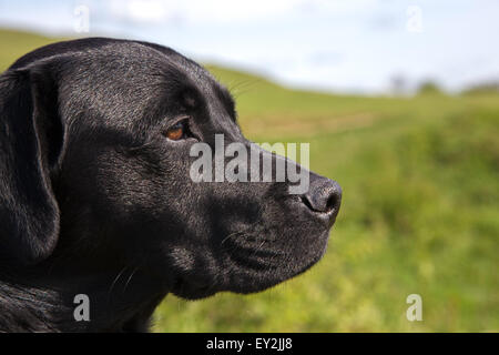 Male black Labrador Retriever Stock Photo