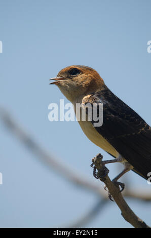 Juvenile Red-rumped swallow, Cecropis daurica, Hirundo daurica, Andalusia, Southern Spain. Stock Photo
