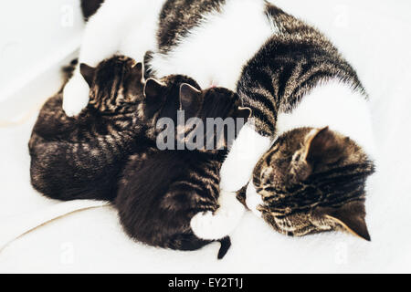 Tabby and white mother cat nursing her baby kittens as they all lie in a row suckling on her milk Stock Photo