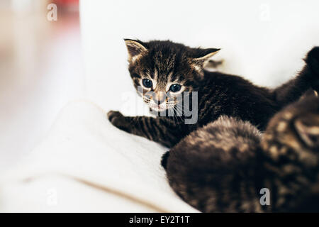 Cute tiny tabby kitten with huge eyes lying on a cloth indoors staring intently at the camera Stock Photo