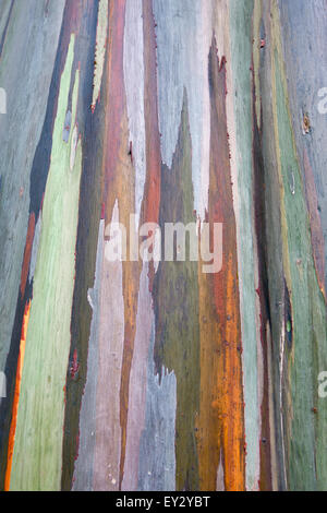 Detailed view of rainbow colored bark of a Stock Photo