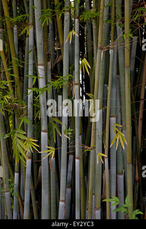 Shoots of bamboo, Los Angeles County Arboretum and Botanic Garden, Arcadia, California, United States of America Stock Photo