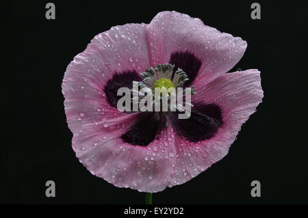 Large Pink Poppy Papaver Somniferum Stock Photo