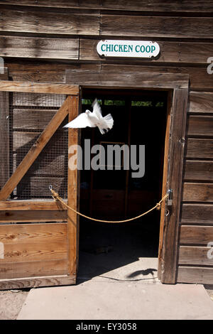 A white bird flies out of the Chicken Coop, Ardenwood Historic Farm, Newark, California, United States of America Stock Photo
