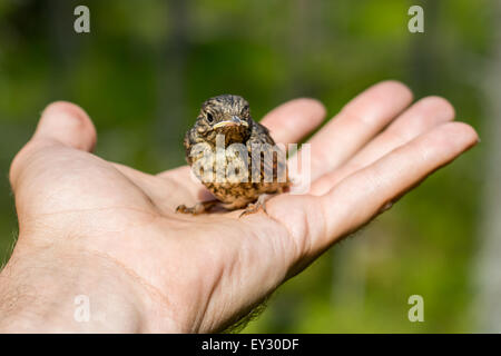 A small bird chick sitting on a palm Stock Photo