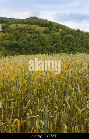field of unripe wheat, wooded hills and cloudy sky in background Stock Photo