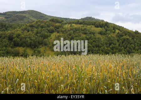 field of unripe wheat, wooded hills and cloudy sky in background Stock Photo