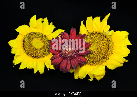 Two yellow sunflowers with a red gerbera flower in the middle, against a black background Stock Photo