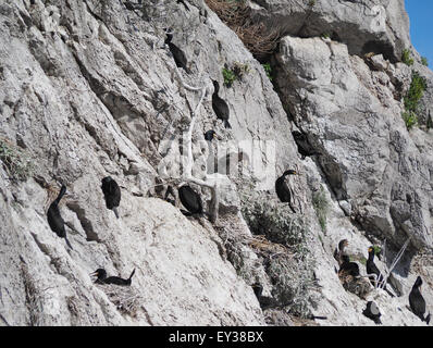 colony of cormorants on the rocks Stock Photo