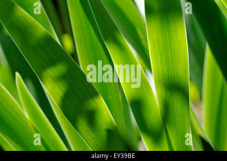 Iris leaves (Iris sp.) in transmitted light, North Rhine-Westphalia, Germany Stock Photo