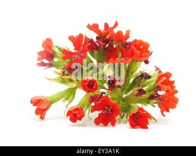 Turkish carnation on a white background Stock Photo