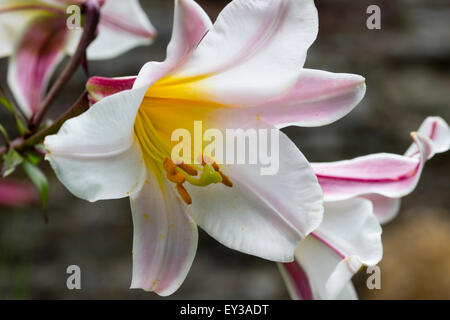 Pink striped white flowers of the heavily fragrant Lilium regale Stock Photo