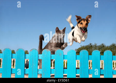 Jack Russell Terrier and adult domestic cat jumping over a blue fence. Spain Stock Photo