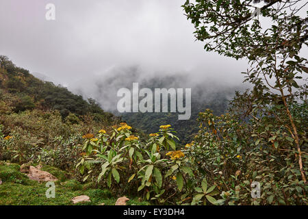 Cloud forest of  La Siberia, Bolivia, South America Stock Photo