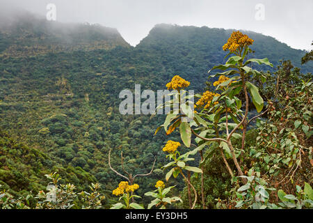 Cloud forest of  La Siberia, Bolivia, South America Stock Photo