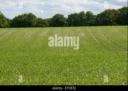 Young crop of field beans sown in minimal cultivation on downland soil, Berkshire, June Stock Photo