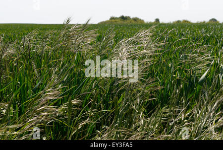 Barren brome, Bromus sterilis, and blackgrass, Alopecurus myosuroides, heading out in a wheat crop, Berkshire, June Stock Photo