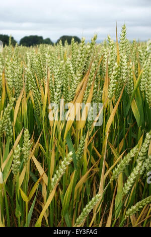 Mature senescing crop of winter wheat in ear, Berkshire, July Stock Photo