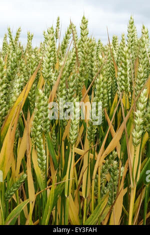Mature senescing crop of winter wheat with unripe ears, Berkshire, July Stock Photo