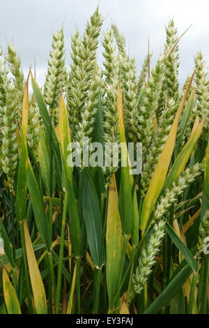 Mature senescing crop of winter wheat in unripe ear, Berkshire, July Stock Photo