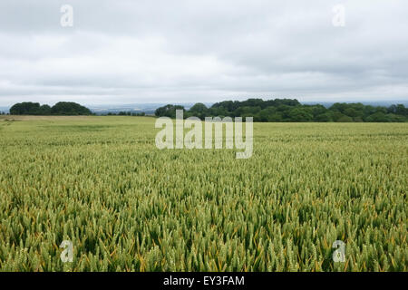 Maturing senescing crop of winter wheat in unripe ear, Berkshire, July Stock Photo