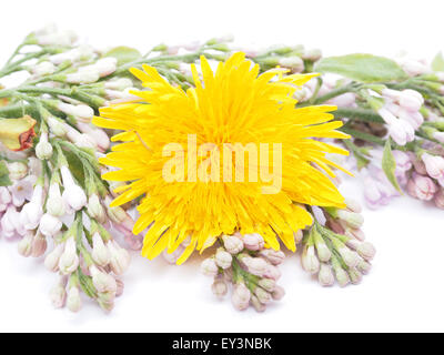 wild flowers on a white background Stock Photo