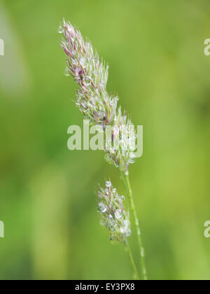 cereals in droplets Stock Photo