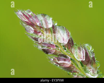 cereals in droplets Stock Photo