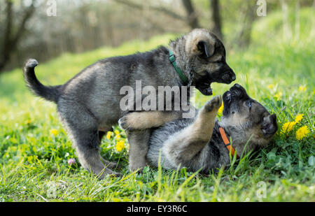 German Shepherd, Alsatian. Two puppies squabbling on a flowering meadow. Germany Stock Photo