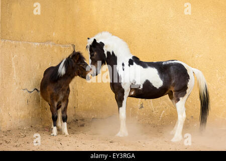 Gypsy Vanner Horse. Mare with weaner (1 year old). Yearling showing submissive behaviour. Egypt Stock Photo