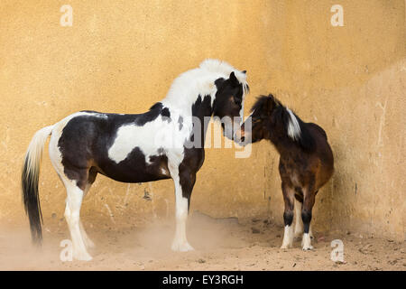 Gypsy Vanner Horse. Mare with weaner (1 year old). Yearling showing submissive behaviour. Egypt Stock Photo