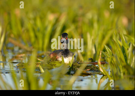 Black-necked Grebe (Podiceps nigricollis) adult sat on nest, Danube delta, Romania, May