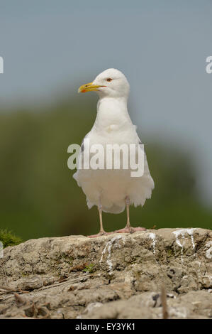 Caspian Gull (Larus cachinnans) adult standing on mound, Danube delta, Romania,May Stock Photo