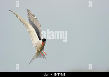 Common Tern (Sterna hirundo) adult calling in flight, Danube delta, Romania, May Stock Photo