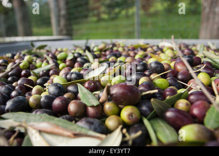 Freshly harvested olives in Tuscany, being prepared for press. Stock Photo