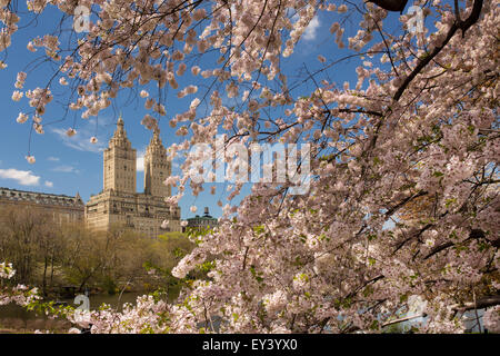 Cherry blossoms in spring in Central Park, Manhattan, New York city. Stock Photo