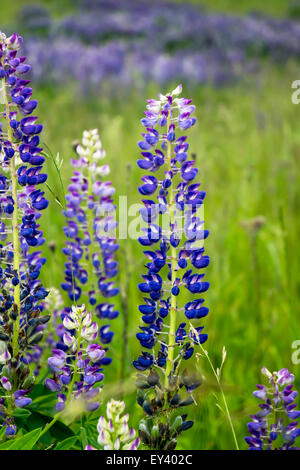 Flowering meadow flowerses of the lupine Stock Photo