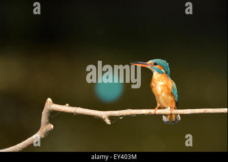 Common Kingfisher (Alcedo atthis) adult female perched on branch, blurred male in background, Danube delta, Romania, May Stock Photo