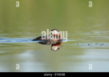 Red-necked Grebe (Podiceps grisegena) adult in breeding plumage, swimming in open water, Danube delta, May Stock Photo